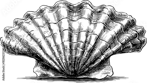 Vintage decorative fluted seashell illustration - hand drawn engraving design for nautical decor