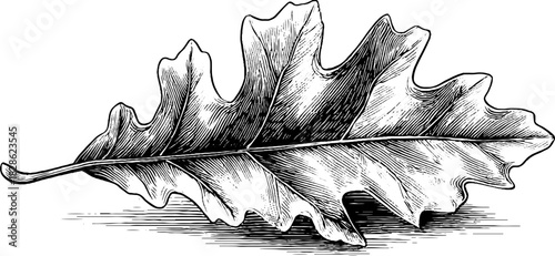 Intricate fractal leaf design hand drawn for decorative projects