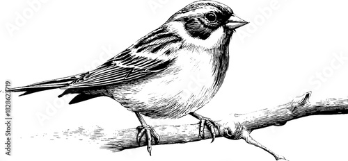 Decorative hand drawn engraving of perched arctic bunting for nature and wildlife art
