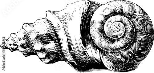 Decorative spiral swirl engraving of a rippled shell design for prints and posters