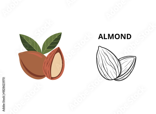 Hand‑drawn, beautifully colored and monochrome illustrations of almond fruits—both in shell and shelled—accompanied by a pair of leaves, depict a delicious edible drupe or nut in an elegant vintage