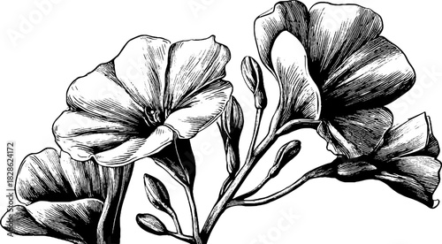 Decorative engraved illustration of segmented crystalline flowers for design and art projects
