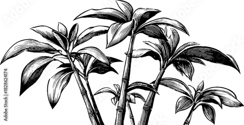 Decorative engraving of bamboo plants with detailed foliage - design for art print or nature-themed poster