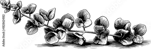 Engraved botanical illustration of a segmented crystalline plant branch