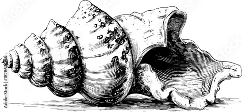 Intricate engraved illustration of a segmented mechanical shell design