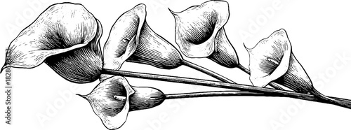 Elegant botanical engraving of spiral horned lily for decorative design