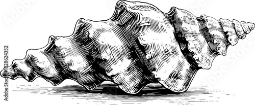 Intricate hand-drawn engraving of spiraling fractal shell for decorative use