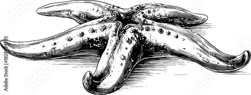 Vintage engraved illustration of a star shaped biomorphic design for print and decor