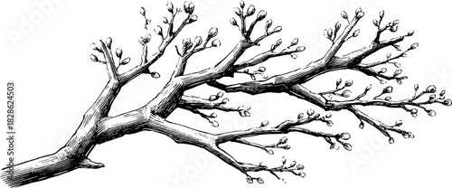 Decorative abstract branching rod engraving - vintage nature design for artistic projects