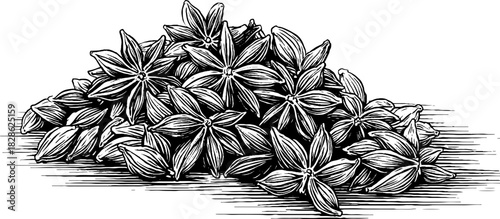Vintage decorative engraving of compact dried spice cluster for culinary and design uses