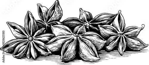 Vintage hand drawn engraving of dried spice cluster for design and decor