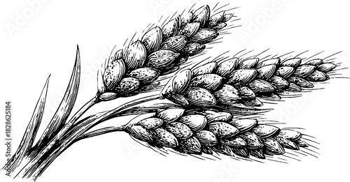 Vintage engraving of compact millet seed cluster for decorative design