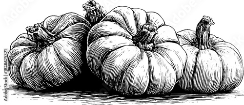 Vintage engraved illustration of cracked dried gourd shell - retro decorative design