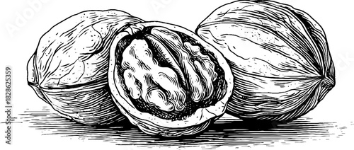 Engraved illustration of cracked nut shells for vintage decoration and design