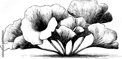 Elegant vintage engraving of curled botanical seed pods for decorative design