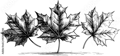 Decorative engraving of crystalline veined leaves - vintage sketch for design projects