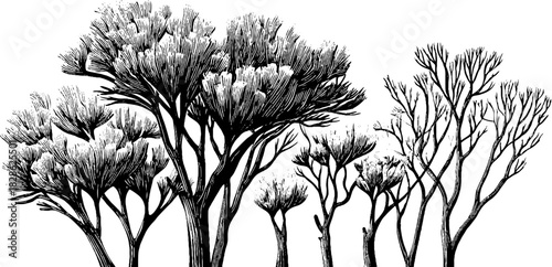 Engraved decorative illustration of dried moss clusters for vintage design projects