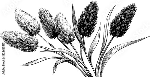 Vintage decorative engraving of dried wild grass bulb sketch for botanical design