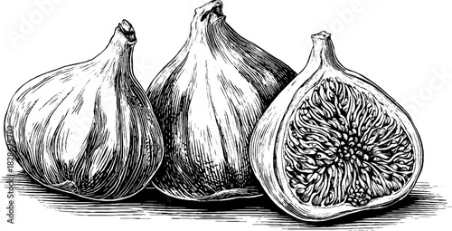 Vintage engraved illustration of folded dried fig skins for retro design and decor