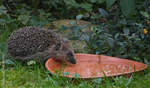 a western european hedgehog (erinaceus europaeus) is drinking water from a bowl in the garden