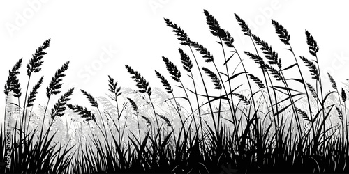 Silhouette of tall grass and reeds swaying in the wind against a white background