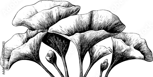 Intricate engraved floral illustration of overlapping petals for decorative design