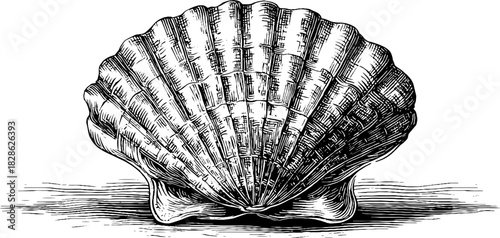 Vintage shell engraving with radiating lines for decorative designs