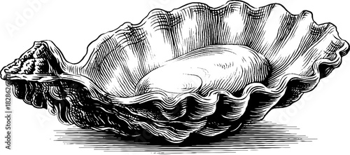 Vintage hand-drawn engraving of decorative smooth bivalve shell for retro design