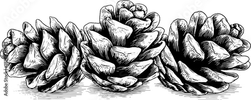 Vintage hand drawn engraving of decorative triple spiraled shells for design