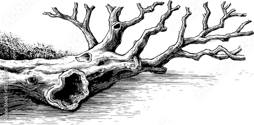 Vintage engraved illustration of weather-worn mangrove tree trunk for retro nature art