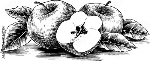 Vintage engraved illustration of wrinkled dehydrated apple