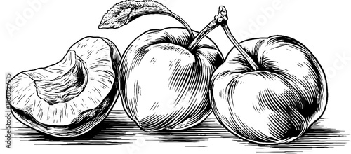 Vintage engraved illustration of wrinkled dehydrated plums for decorative design