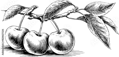 Engraved decorative illustration of wrinkled dehydrated plum for design and art projects