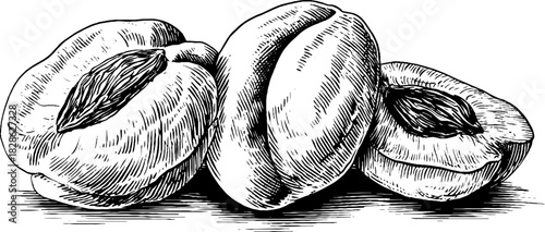 Vintage engraved illustration of wrinkled dried apricots for decorative design