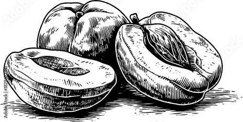 Vintage engraved illustration of wrinkled dried apricots - food art for design projects