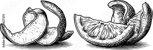 Engraved decorative illustration of wrinkled dried lemon peel for design and decoration