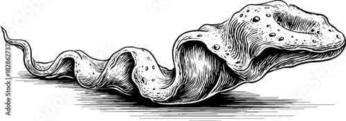 Decorative vintage illustration of wrinkled dried lemon peel for design and print