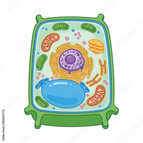 Stylized 2D flat illustration of plant cell anatomy featuring clearly separated organelles like the nucleus, chloroplasts, and vacuole, set on a bright white background.