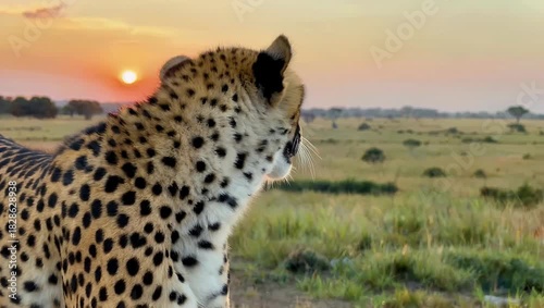 Intense 4K Ultra HD extreme close up shot of a majestic cheetah's Acinonyx jubatus mouth open breathing while it is actively surveying the savanna in Kenya at sunrise