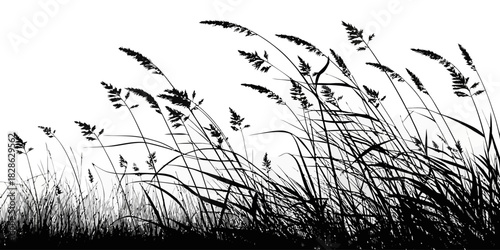 Silhouette illustration of tall grass and seed heads blowing in the wind on white background