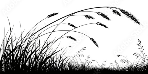 Silhouette of grass and wheat stalks blowing in the wind on a white background view