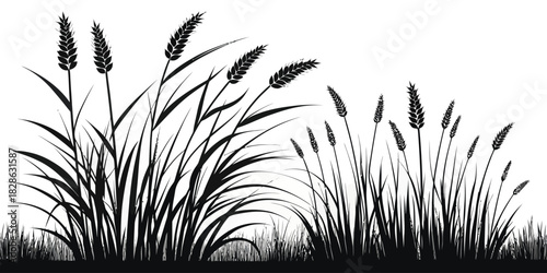 Silhouette of wheat field with tall grass and grain stalks against a white background