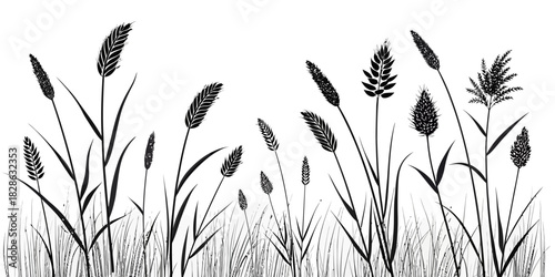 Silhouette illustration of various types of grass and wheat plants in a field scene