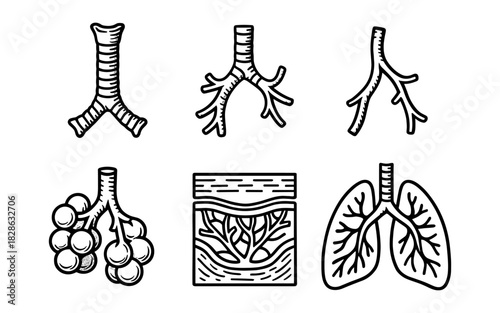 Detailed respiratory system elements in black and white hand drawn style