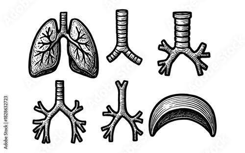 Hand drawn lungs and bronchi illustrations in black and white