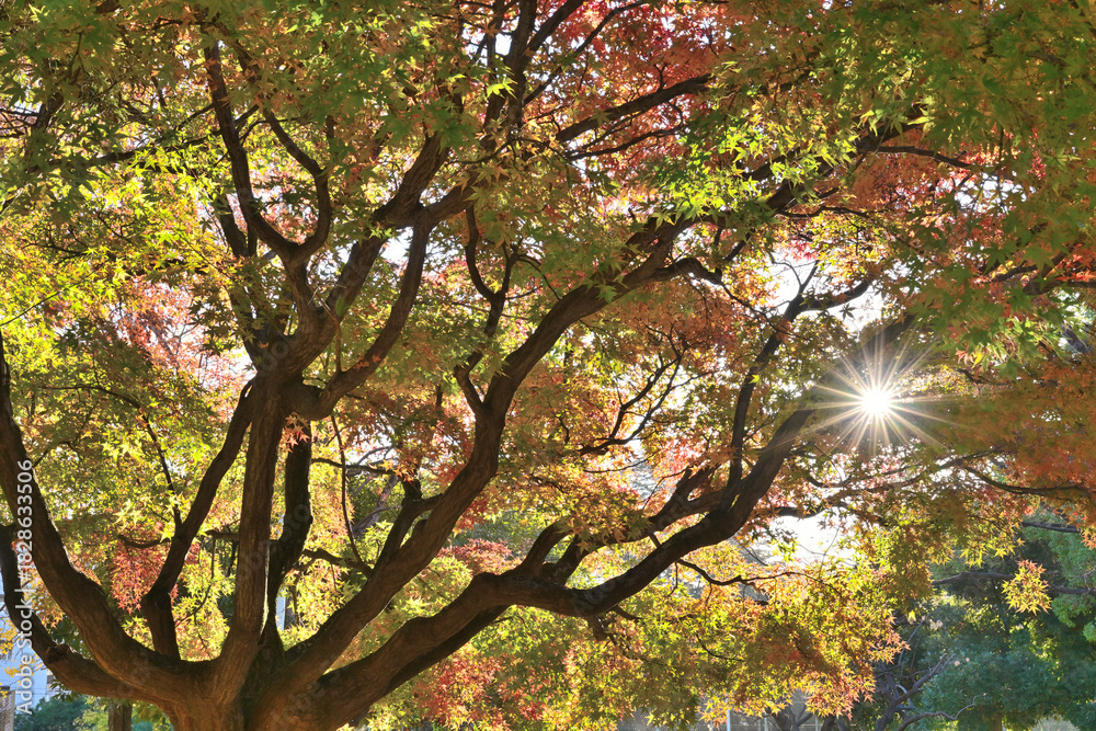 Fototapeta premium 紅葉した木々
