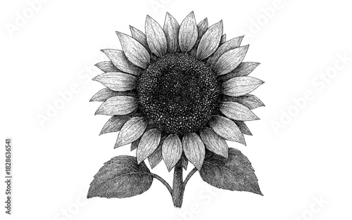 Detailed black and white sunflower sketch with intricate petals and leaves