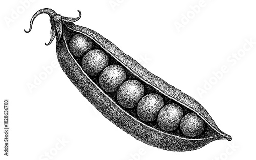 Detailed pea pod in retro stipple design with intricate dotwork