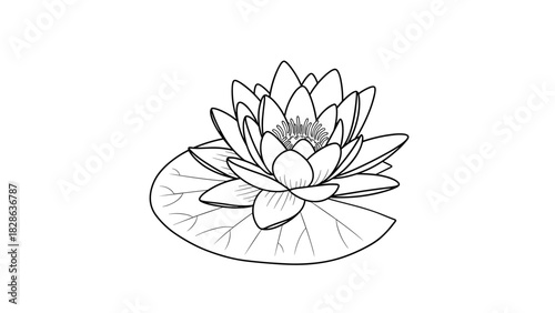Outline illustration of a water lily flower on a lily pad