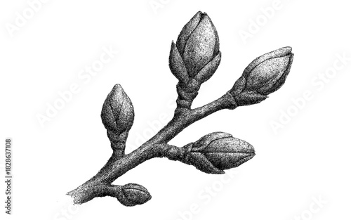 Pointillism technique depicting detailed tree buds in monochrome
